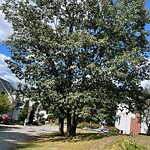 Public Trees at 46 Pinehurst Ave