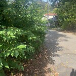 Public Trees at 1 Eliot St