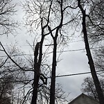 Public Trees at 6 Garrison St
