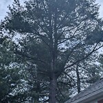 Public Trees at 85 Oak St, North Billerica 01862
