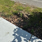 Sidewalk Repair at 405 Middlesex Tpke