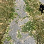 Sidewalk Repair at 24 Governor Fuller Rd