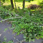 Public Trees at 3 B Tufts Ln