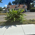 Public Trees at 405 Middlesex Tpke