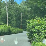 Public Trees at 18–24 French St