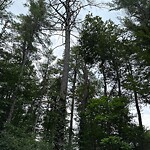 Public Trees at 5 Farm St