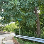 Public Trees at 1 Vincent St