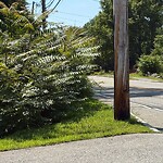 Line of Sight Obstruction at 77 Alexander Rd