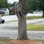 Public Trees at 25 Mason Ave, North Billerica