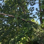 Public Trees at 3 Goldenrod Ln, North Billerica
