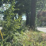 Line of Sight Obstruction at 32 Treble Cove Rd, North Billerica